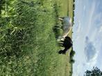 Pension avec 15 hectares de prairies, Animaux & Accessoires, Mise à l'étable, 4 chevaux ou poneys ou plus