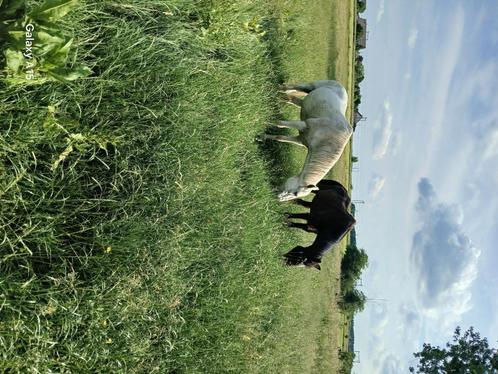 Pension avec 15 hectares de prairies, Dieren en Toebehoren, Stalling en Weidegang, Stalling, Weidegang, 4 paarden of pony's of meer
