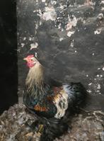 Hanen Brahma, Dieren en Toebehoren, Pluimvee