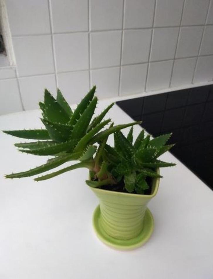 Aloë brevifolia-kortbladige Aloë-Krokodilplant-blauwe Aloë, Huis en Inrichting, Kamerplanten, Vetplant, In pot, Ophalen