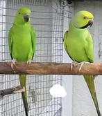 couple  collier Africain, Animaux & Accessoires, Oiseaux | Perruches & Perroquets, Perruche, Bagué