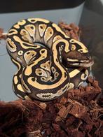 Regius Lesser Het Desert Ghost, Dieren en Toebehoren, Reptielen en Amfibieën