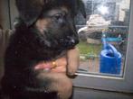 duitse herder pups, Dieren en Toebehoren, België, Fokker | Hobbymatig, 8 tot 15 weken, Meerdere