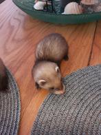 Micro fretjes, April, Meerdere dieren