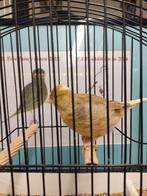 Fife fancy mans verschillende kleuren, Dieren en Toebehoren, Vogels | Kanaries