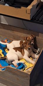 Jack Russell reutjes, Animaux & Accessoires, Chiens | Jack Russell & Terriers, Chien (mâle), Belgique, 8 à 15 semaines, Plusieurs