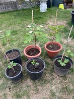 Vijgenboom, Tuin en Terras, Planten | Fruitbomen, Ophalen
