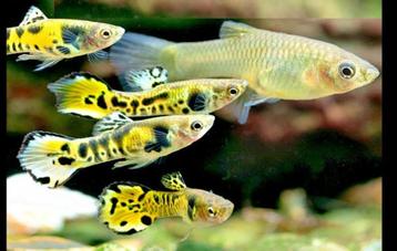 yellow tiger endler beschikbaar voor biedingen