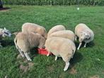 Lammeren te koop, Meerdere dieren, Schaap, 0 tot 2 jaar