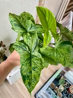 Syngonium mottled stekjes, Huis en Inrichting, Kamerplanten, Ophalen of Verzenden
