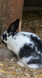 Reusachtige Franse vlinders, Dieren en Toebehoren, Konijnen