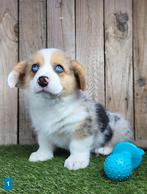 Welsh Corgi Cardigan pups / Corgi pup, Dieren en Toebehoren, Honden | Herdershonden en Veedrijvers, België, Overige rassen, CDV (hondenziekte)