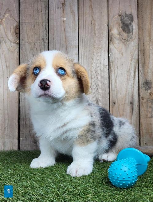Welsh Corgi Cardigan pups / Corgi pup, Dieren en Toebehoren, Honden | Herdershonden en Veedrijvers, Meerdere dieren, Overige rassen