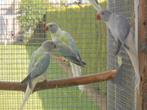 HALSBANDEN  BLEEKSTAART OPALINE EN SPLITTEN, Meerdere dieren, Parkiet, Geringd