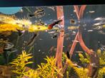 Mooie Guppies, Dieren en Toebehoren, Vissen | Aquariumvissen, Vis, Zoetwatervis, Schoolvis