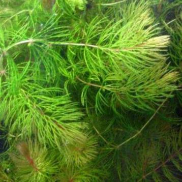 Zuurstofplant hoornblad  beschikbaar voor biedingen
