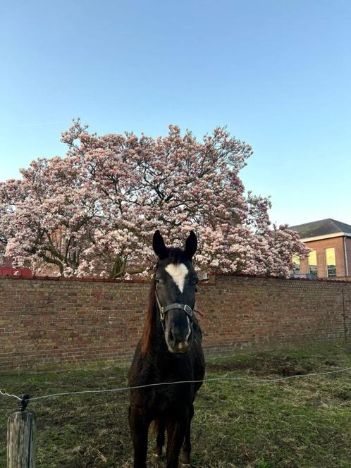 Veelbelovende appaloosa merrie (18 maand), Dieren en Toebehoren, Paarden, Merrie, Niet van toepassing, Minder dan 160 cm, 0 tot 2 jaar
