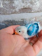Dwergpapegaai blauw handopfok, Animaux & Accessoires, Oiseaux | Perruches & Perroquets, Domestique, Perroquet nain ou Inséparable