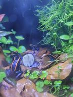 Phyllobates vittatus pijlgifkikker, Dieren en Toebehoren, Reptielen en Amfibieën, Amfibie, 0 tot 2 jaar