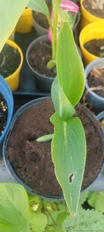 Canna Striped Beauty, Ophalen