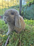 Nederlandse hangoordwerg ram Isabella, Dieren en Toebehoren, Konijnen, Mannelijk, Dwerg, Hangoor, 0 tot 2 jaar