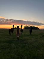 Alpaca’s te koop: 1 hengst, 3 merries, Dieren en Toebehoren, Januari, Meerdere dieren
