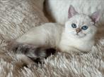 kitten Britse korthaar, Dieren en Toebehoren, Katten en Kittens | Raskatten | Korthaar, Poes, Gechipt, 0 tot 2 jaar