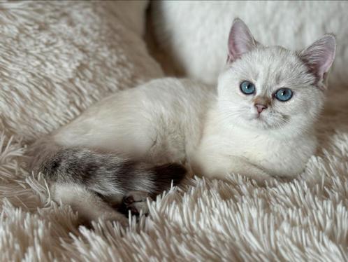 kitten Britse korthaar, Dieren en Toebehoren, Katten en Kittens | Raskatten | Korthaar, Poes, 0 tot 2 jaar, Gechipt, Ontwormd