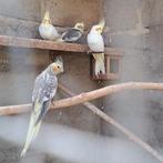 Valkparkieten, Dieren en Toebehoren, Vogels | Overige Vogels