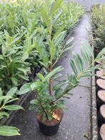 Prunus laurocerasus 'Caucasica', Ophalen, Haag