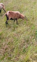 Ooi kruising Ouessant en Kameroen, Dieren en Toebehoren, Schapen, Geiten en Varkens, Vrouwelijk, Schaap, 0 tot 2 jaar