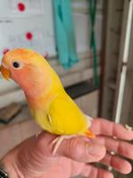 Jonge roseicolli, Dieren en Toebehoren, Geringd
