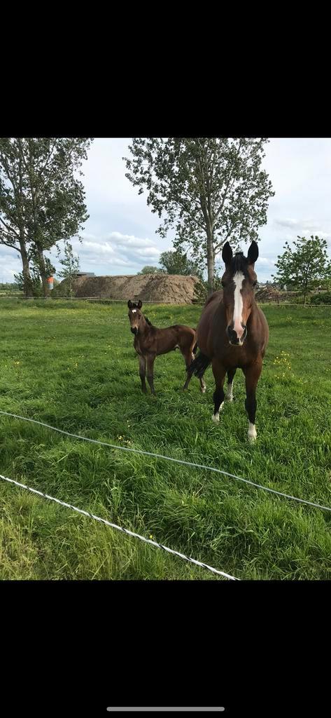 Merrie, Dieren en Toebehoren, Paarden, Merrie