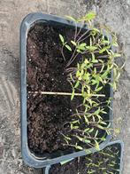 Gratis tomaten stekjes, Ophalen