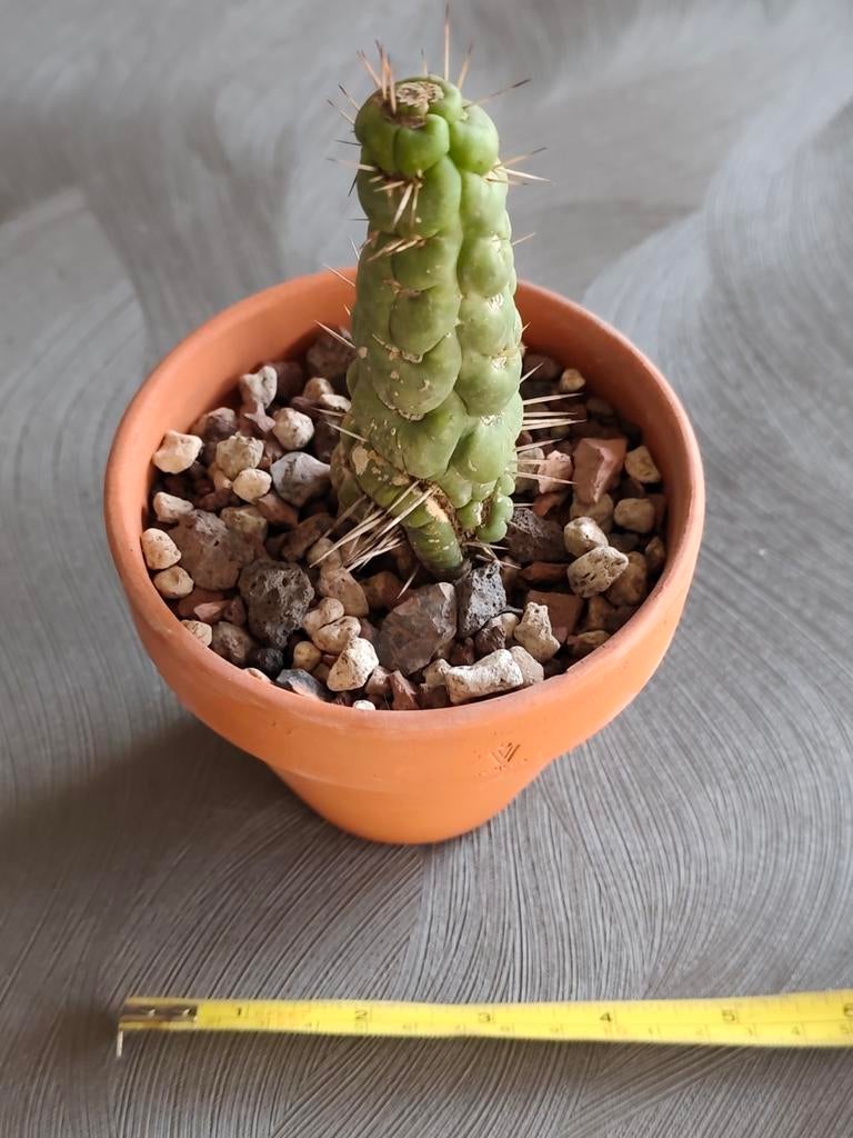 Eulychnia castanea cv. Varispiralis f. Monstrose, Ophalen