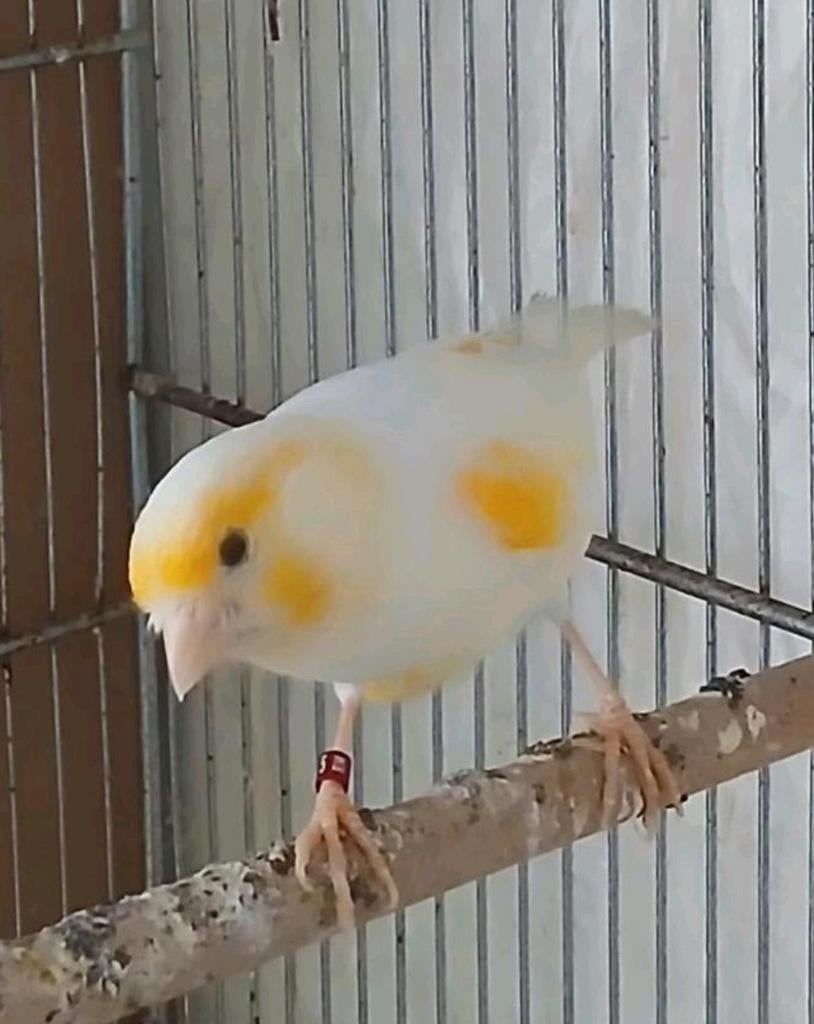 Mozaïek kanaries Mannen 25