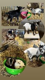 Tamme dwerggeitjes bokjes, Dieren en Toebehoren