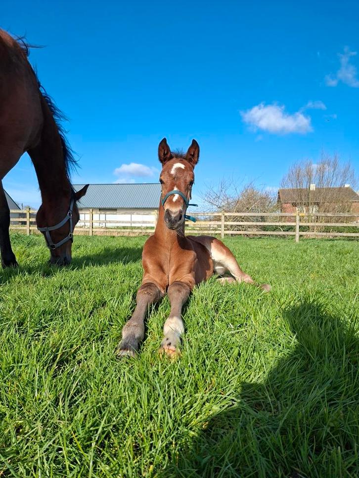 Veulens, jaarlingen, 2jaarse springpaard met stamboom, Dieren en Toebehoren, Paarden, Met stamboom