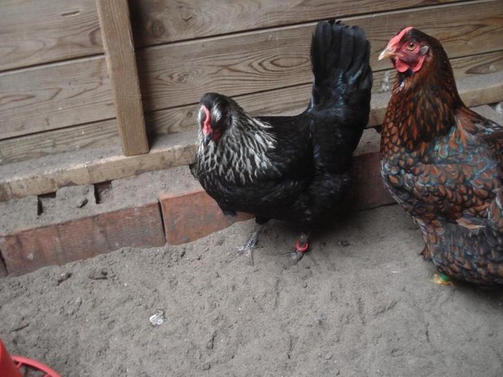 groenlegger (zwart zilverhals), Dieren en Toebehoren, Pluimvee, Kip, Vrouwelijk