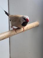 Mooie spitsstaartamadine man te koop, of wie heeft een pop?, Dieren en Toebehoren