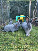 Vlaamse Reuzen raszuivere konijnen, Mâle, Grand, 0 à 2 ans