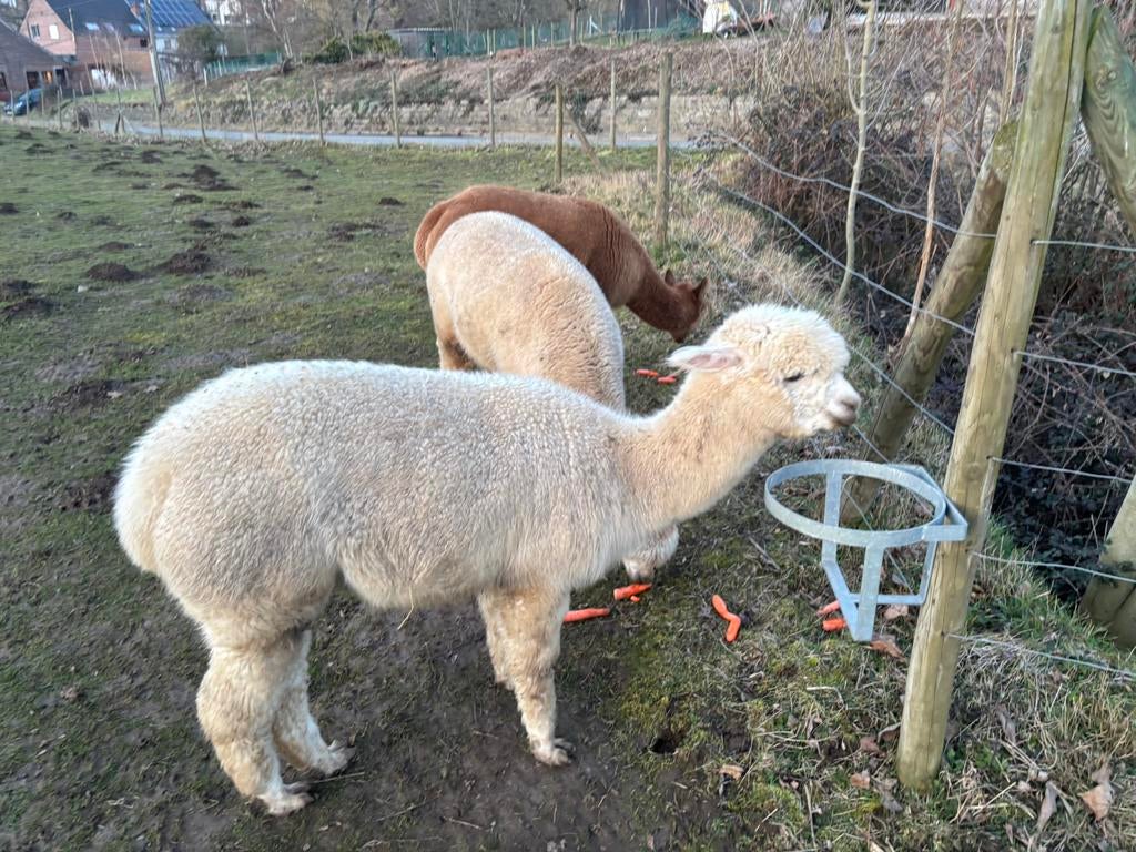 Alpaca hengst 2 haar halstermak, Dieren en Toebehoren, Schapen, Geiten en Varkens