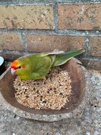 Kakariki fallow pop, Femelle, Perruche, Domestique