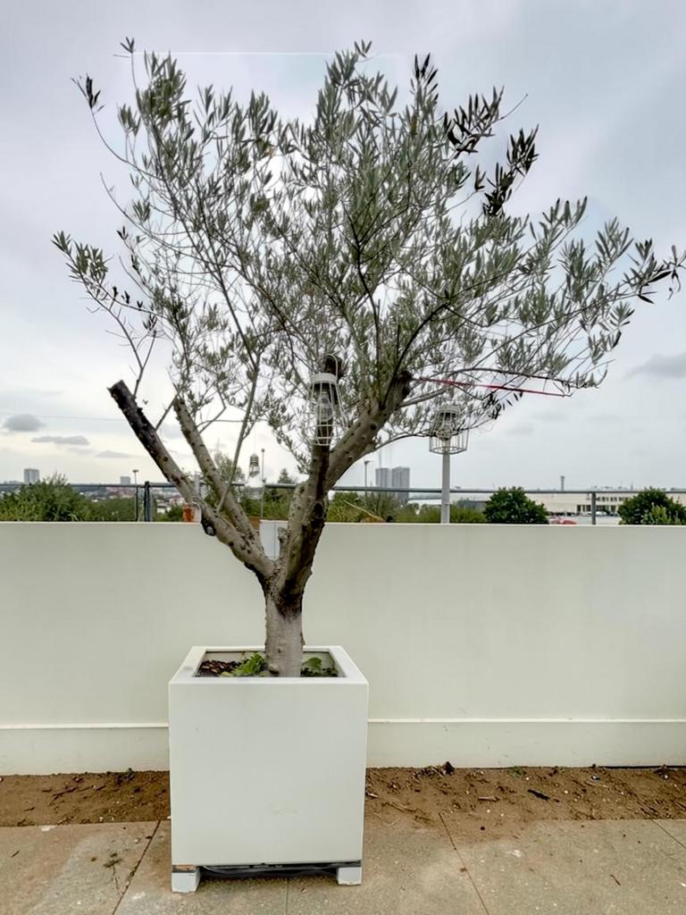 Olijfboom in pot, Tuin en Terras, Planten | Bomen, Olijfboom, Zomer, In pot, Ophalen