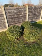 Osmanthus, Tuin en Terras, Ophalen, Overige soorten, Struik, 100 tot 250 cm