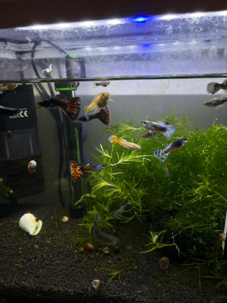 Guppies te koop, Vis, Zoetwatervis, Schoolvis