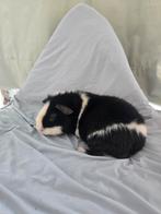 US TEDDY  beertje, Dieren en Toebehoren, Knaagdieren, Augustus, Mannelijk, Cavia