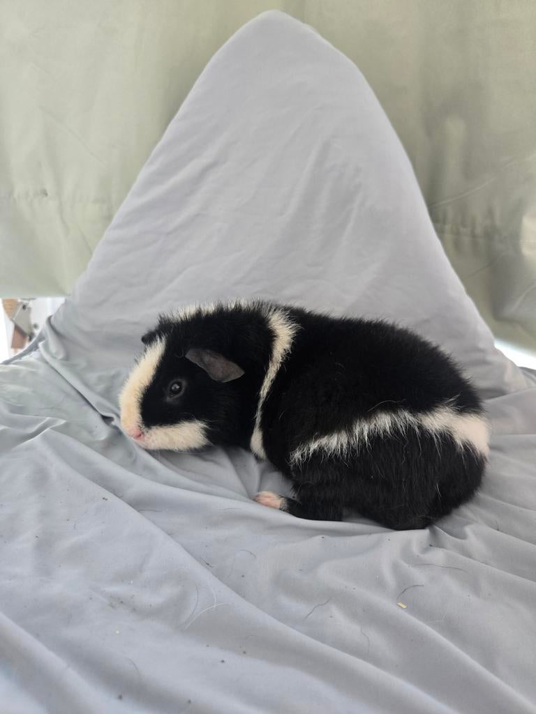 US TEDDY  beertje, Dieren en Toebehoren, Knaagdieren, Mannelijk, Cavia, Augustus