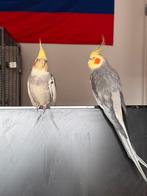 Perruche callopsite, Animaux & Accessoires, Perruche