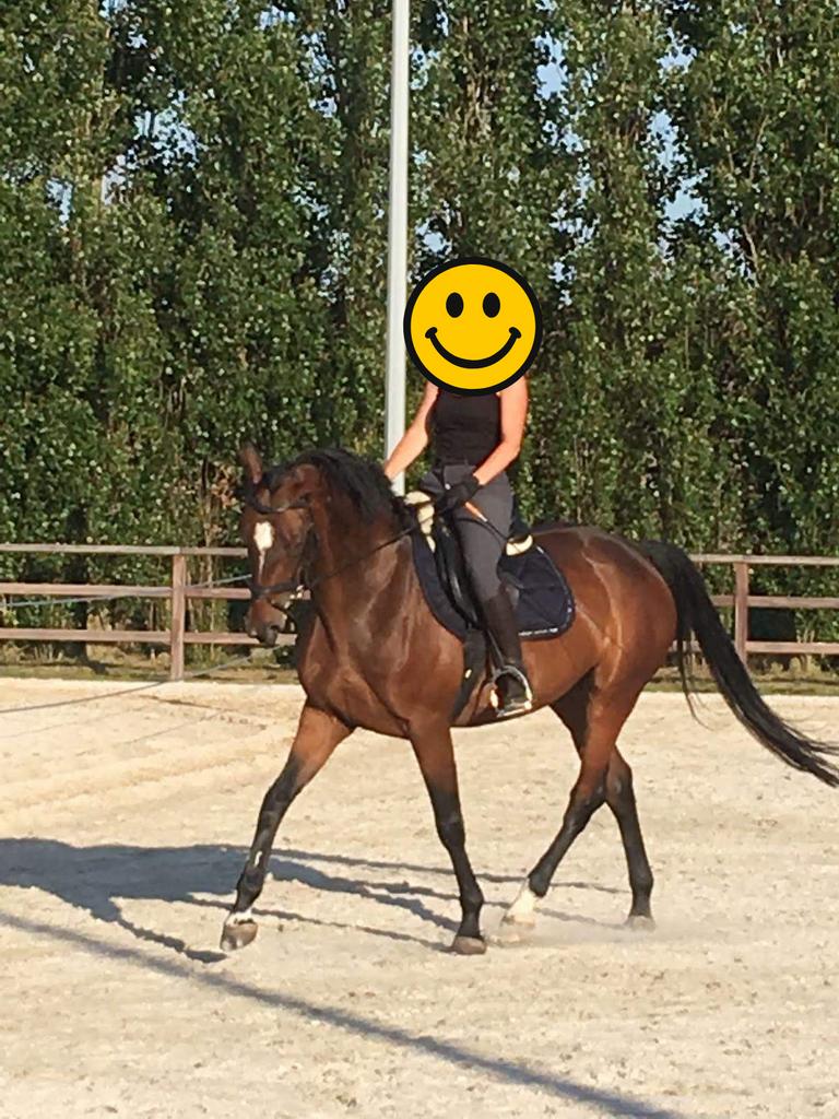 Mooie fokmerrie aangeboden, Dieren en Toebehoren, Paarden, Merrie, 165 tot 170 cm, Ontwormd, 11 jaar of ouder